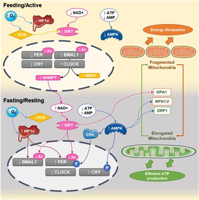 Circadian Rhythms and Mitochondria: Connecting the Dots